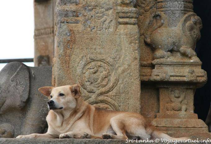 Dog mantém a quantidade diante do oráculo, Gadaladeniya, Kandy - Ceilão Sri Lanca