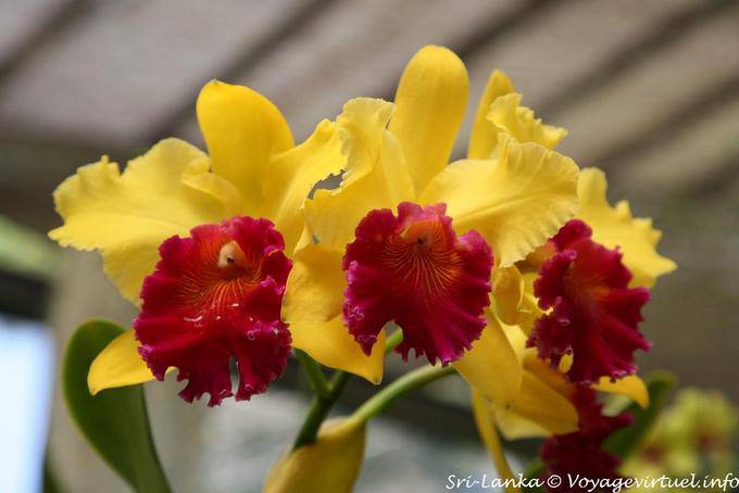 Orquídeas amarelas e vermelhas, Royal Botanical Gardens, Peradeniya, Kandy - Ceilão Sri Lanca
