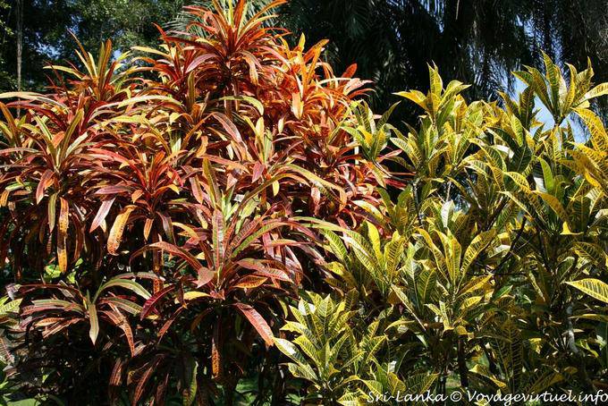 Ornamental folhagem arbustos de cor, Peradeniya jardim botânico - Ceilão Sri Lanca