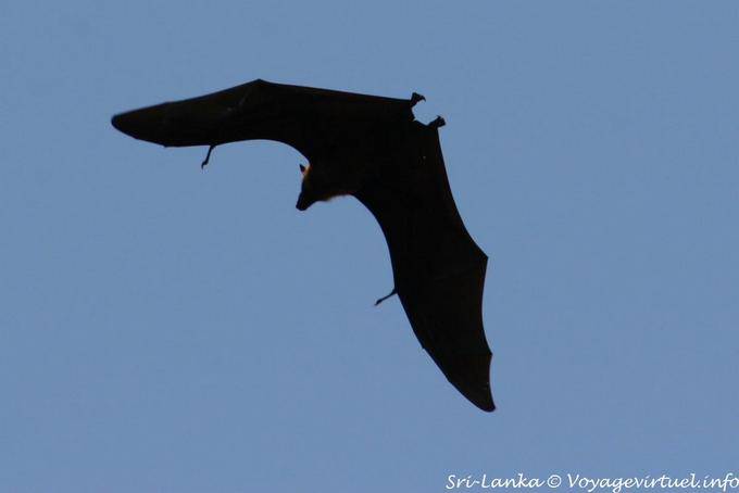 Voo Chiroptera, Jardim Botânico Real, Peradeniya - Ceilão Sri Lanca