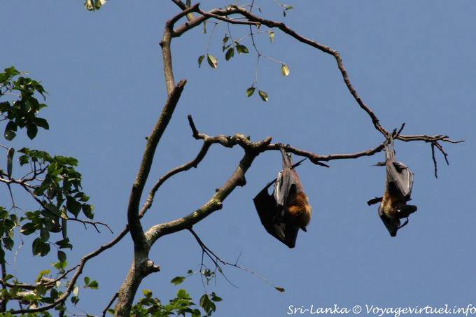 Fructivores Bat suspenso, parque botânico, Peradeniya - Ceilão Sri Lanca