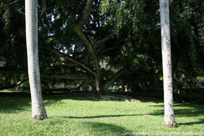 Vista entre dois troncos de palmeiras reais, Jardim Botânico, Peradeniya - Ceilão Sri Lanca