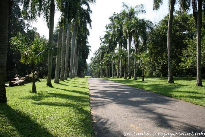 Driveway palmeiras reais, Jardim Botânico Real, Peradeniya - Ceilão Sri Lanca