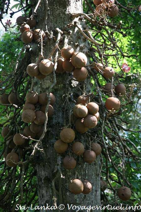 Buddha fruto, árvore de canhão bola, jardim botânico, Peradeniya - Ceilão Sri Lanca