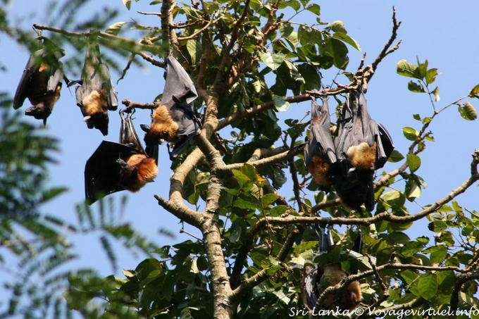 Cluster de morcegos frugívoros do sono, Jardim Botânico Real, Peradeniya - Ceilão Sri Lanca