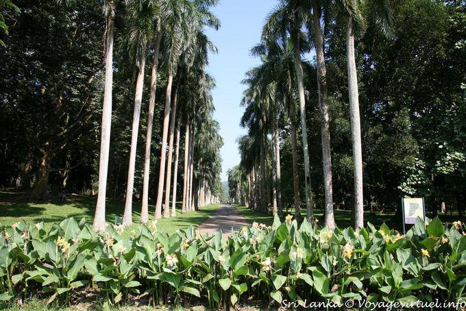 Ver o Cabbage Palm Avenue, Jardim Botânico de Peradeniya - Ceilão Sri Lanca