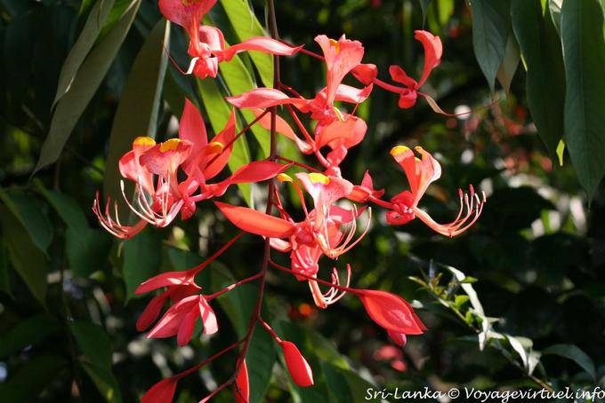Amherstia nobilis Arboretum Peradeniya Real Jardim Botânico - Ceilão Sri Lanca