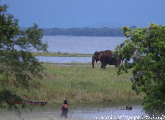 Elefante no Parque Nacional Kaudulla, Medirigiriya estrada - Ceilão Sri Lanca