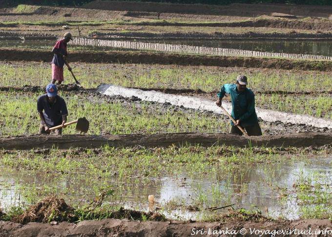 Fazendeiros que trabalham em um campo de arroz, Nalanda - Ceilão Sri Lanca