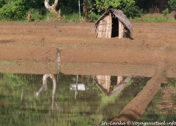 Jardim Shack em reflexo na água de um arroz futuro, Nalanda - Ceilão Sri Lanca