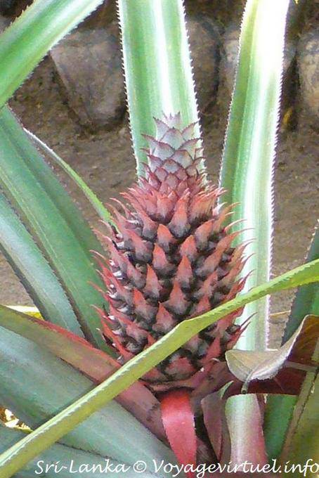 Infructescence abacaxi, tempero jardim Nalanda - Ceilão Sri Lanca