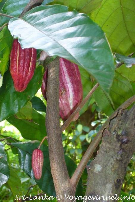 Grãos de cacau em uma árvore de cacau ou Theobroma cacao, especiarias jardim, Nalanda - Ceilão Sri Lanca