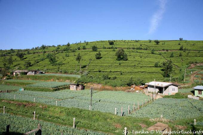 Hortaliças em meio a plantações de chá, Nuwara Eliya - Ceilão Sri Lanca
