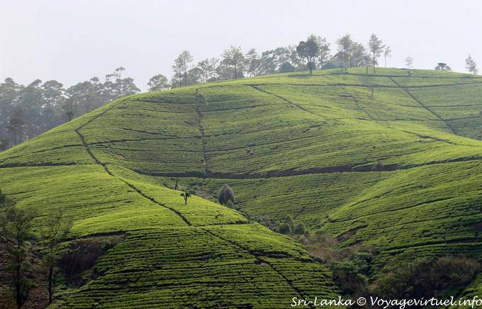 Geometria na paisagem de plantações de chá, Nuwara Eliya - Ceilão Sri Lanca