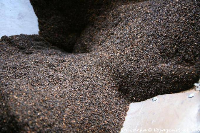 Fluxo chá preto produzido na fábrica de chá Glenloch, Nuwara Eliya - Ceilão Sri Lanca