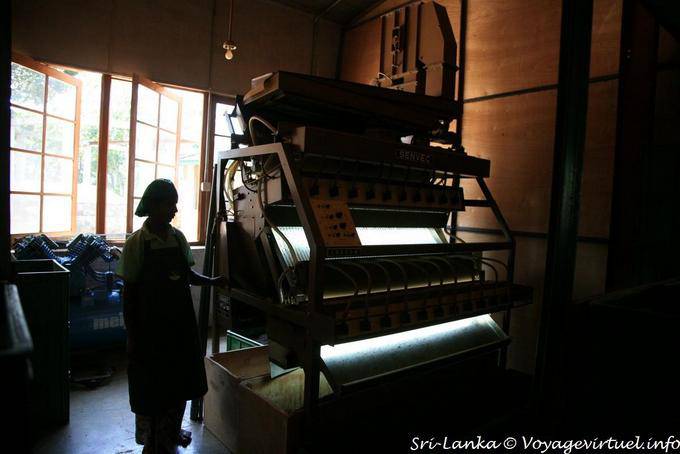 Sombra e luz na produção de chá na fábrica de chá Glenloch, Nuwara Eliya - Ceilão Sri Lanca