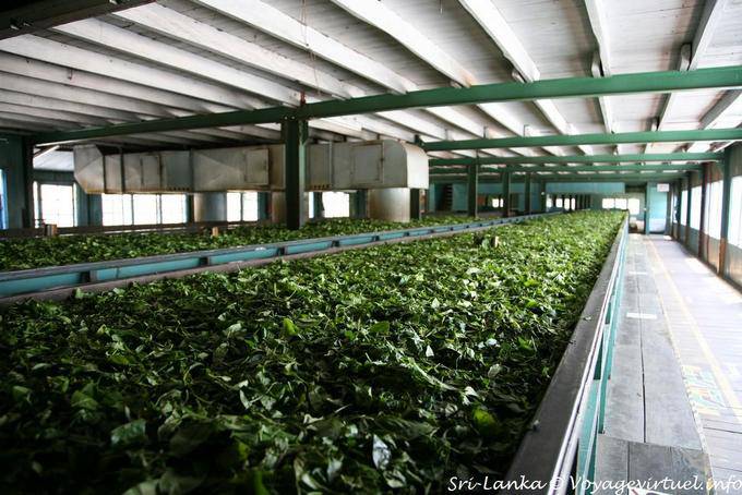 Arbustos de chá viveiro para Glenloch Tea Factory, Nuwara Eliya em torno de - Ceilão Sri Lanca