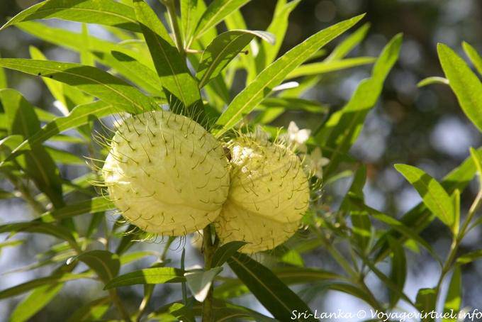 Frutas eu esqueci o nome, Ramboda, Nuwara Eliya - Ceilão Sri Lanca