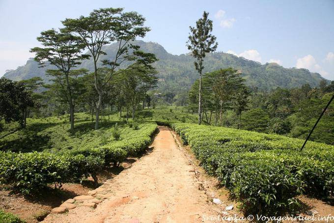 Caminhe em uma plantação de chá ou jardim, em torno de Nuwara Eliya - Ceilão Sri Lanca