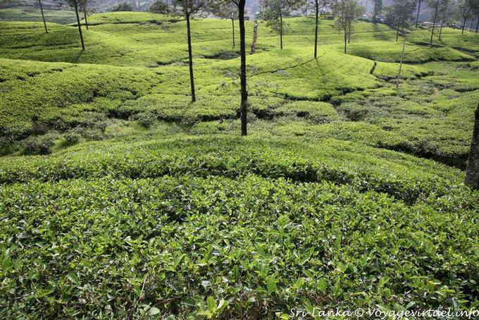 A planta do chá pertence à família de camélias, Tea Road, Nuwara Eliya - Ceilão Sri Lanca