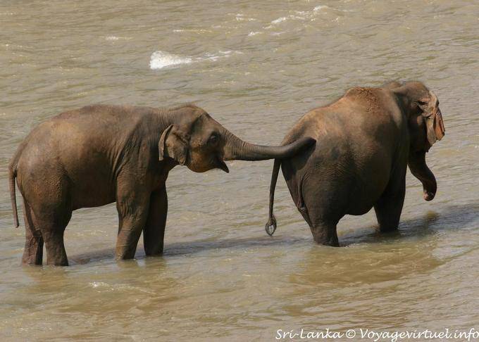 Zero por trás dos elefantes Pinnawela Elephant Orphanage - Ceilão Sri Lanca