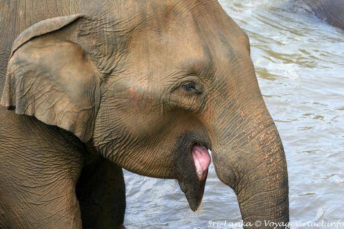 Elefante que puxa a língua, Pinnawela - Ceilão Sri Lanca