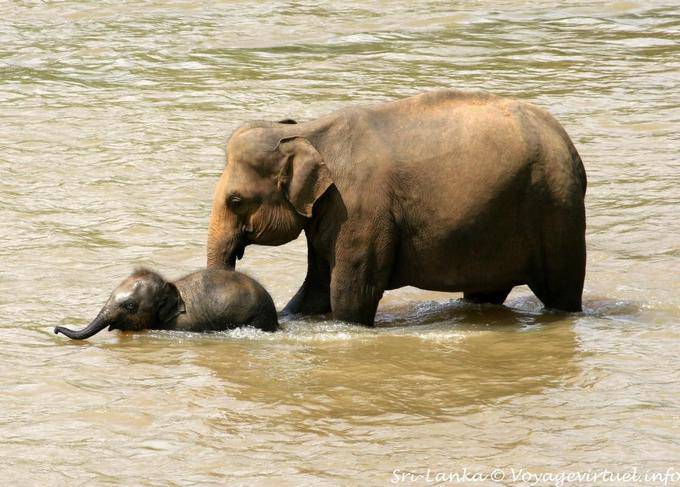 Início do bebê elefante para nadar com sua mãe, Pinnawela Orfanato - Ceilão Sri Lanca