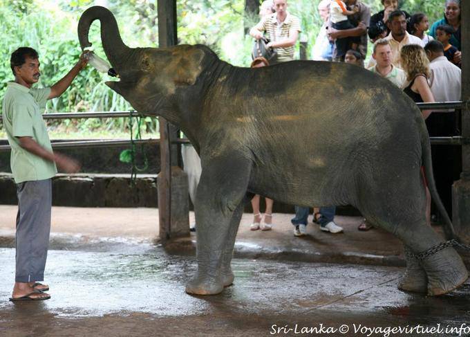 Frasco para o elefante bebê no berçário Pinnawela Elephant Orphanage - Ceilão Sri Lanca