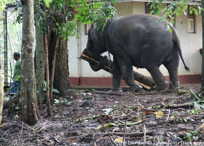Portage tronco de árvore por um elefante asiático, Pinnawela - Ceilão Sri Lanca