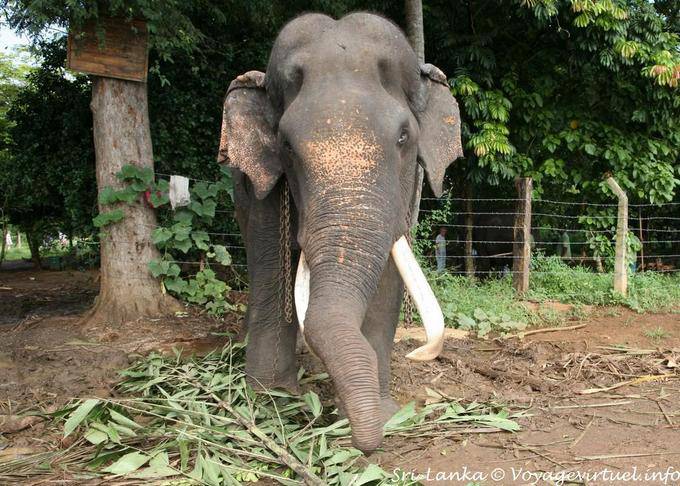 Sexo masculino, com suas presas de marfim, Pinnawela Elephant Orphanage - Ceilão Sri Lanca