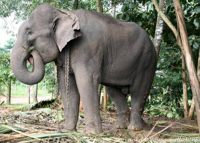 Grande elefante está alimentando folhas de palmeira, Pinnawela - Ceilão Sri Lanca