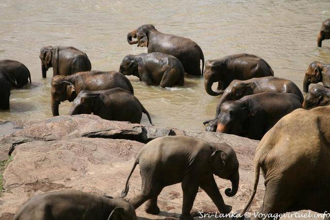 Elefante do bebê no rebanho vai para o rio, Pinnawela - Ceilão Sri Lanca