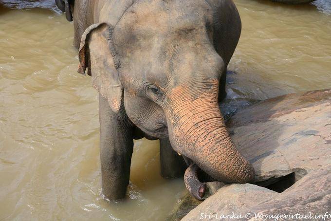 Pinnawela, um elefante que muito enganado - Ceilão Sri Lanca