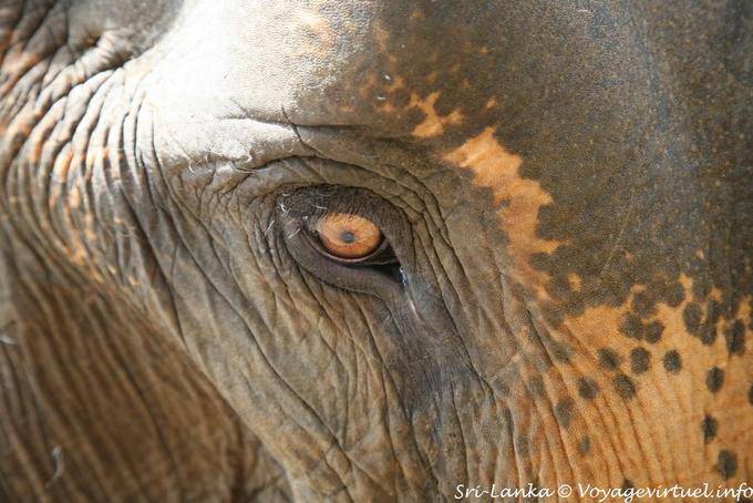 Indiana olho Elephant close-up, Pinnawela - Ceilão Sri Lanca