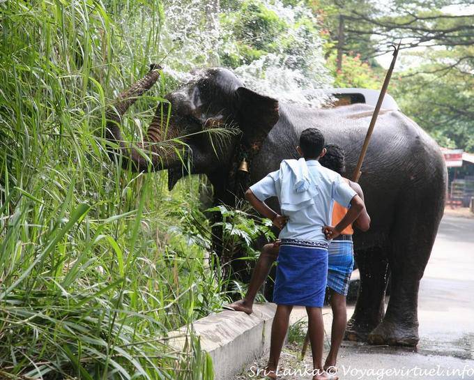 Elephant rega é com o tronco ao longo da estrada, Pinnawela - Ceilão Sri Lanca