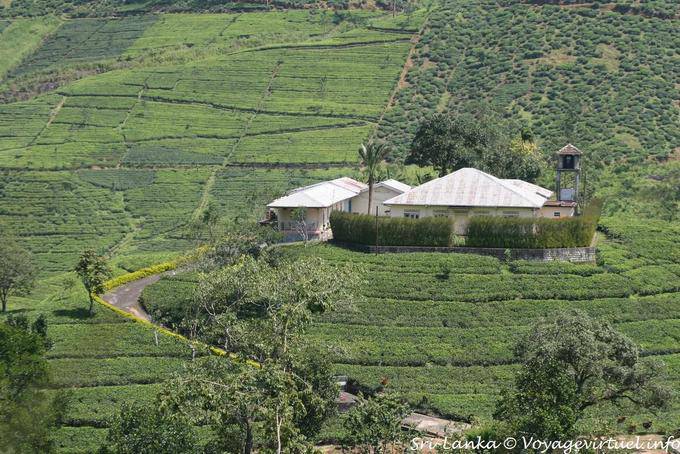Tea Factory, Província Central - Ceilão Sri Lanca