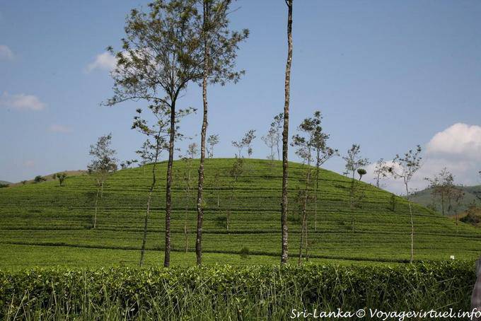 Plantas de chá colina entre Hatton e Kotagala - Ceilão Sri Lanca