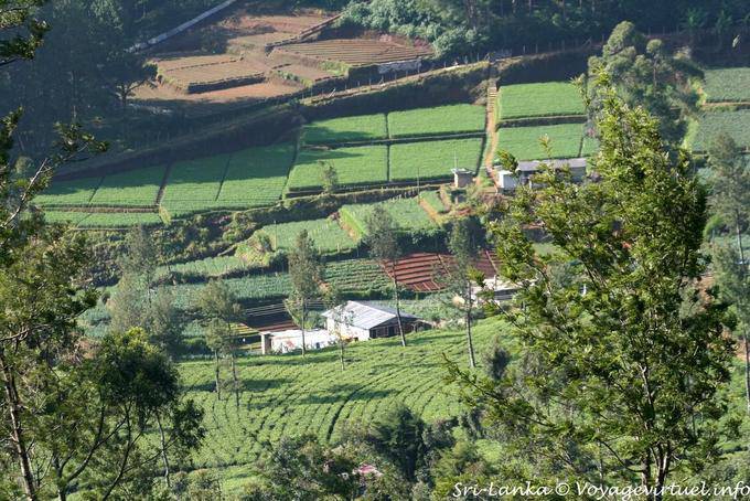 Arranjo geométrico de plantações de chá, Nanuoya - Ceilão Sri Lanca