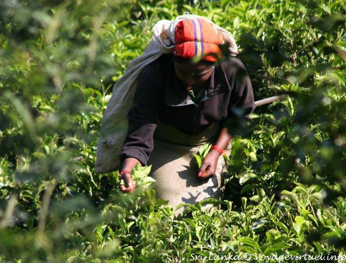 Tea picking Mão, Radella estrada Atalho - Ceilão Sri Lanca