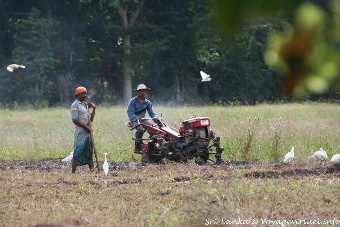 Trabalho em torno de Habarana - Ceilão Sri Lanca