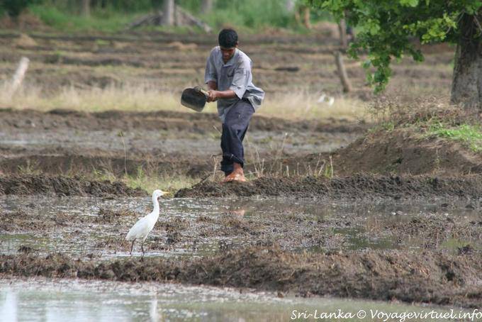 Fazendeiro em um campo de arroz para Habarana - Ceilão Sri Lanca