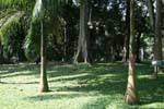 Palmas das mãos jovens para tronco em forma de garrafa, Jardim Botânico, Peradeniya, Ceilão Sri Lanca.