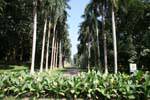 Ver o Cabbage Palm Avenue, Jardim Botânico de Peradeniya, Ceilão Sri Lanca.