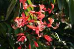 Amherstia nobilis Arboretum Peradeniya Real Jardim Botânico, Ceilão Sri Lanca.