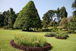 Canteiros e diversidade de árvores, Royal Botanic Gardens, Peradeniya, Ceilão Sri Lanca.