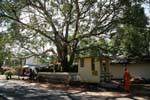 Bodhi Tree (Bo) ou ficus sagrado Kurunegala, Ceilão Sri Lanca.