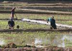 Fazendeiros que trabalham em um campo de arroz, Nalanda, Ceilão Sri Lanca.