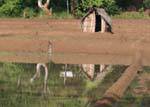 Jardim Shack em reflexo na água de um arroz futuro, Nalanda, Ceilão Sri Lanca.