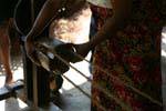 Fibras do recheio de coco usado para a fabricação de cordas, Nalanda, Ceilão Sri Lanca.