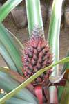 Infructescence abacaxi, tempero jardim Nalanda, Ceilão Sri Lanca.